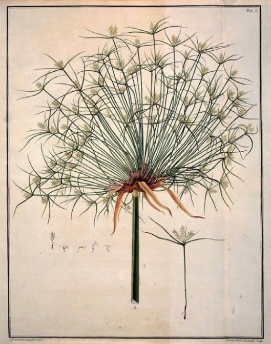 Villa de los papiros 2