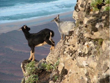 Cabras de raza canaria