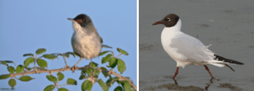 Schermata 2017-05-20 alle 18.26.04